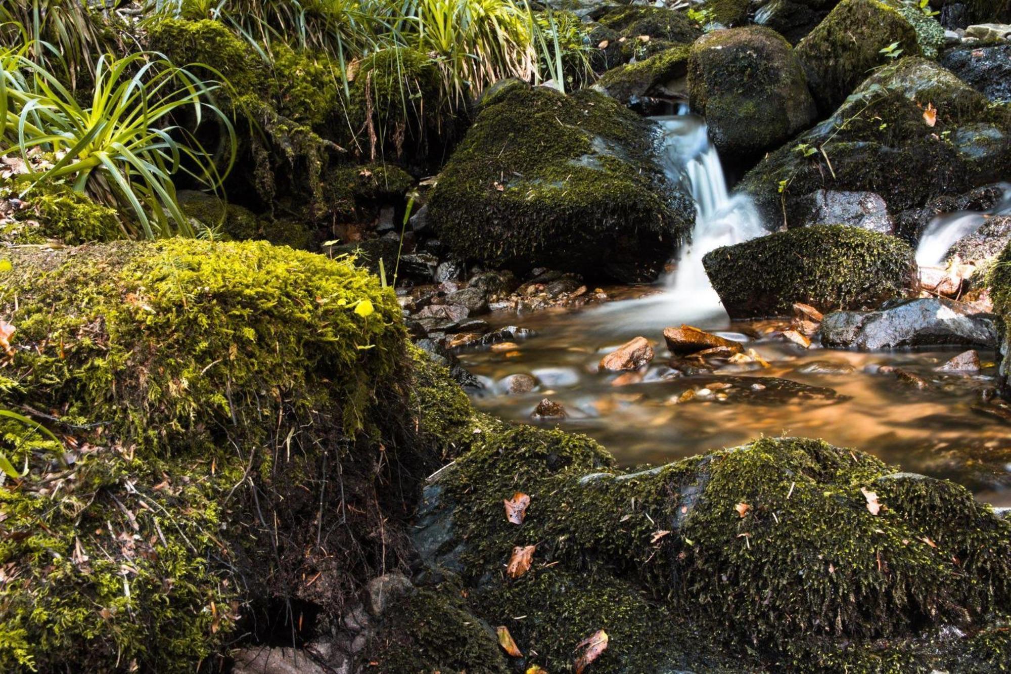 Ferienwohnung Am Kapellenberg - Am Rande Des Nationalparks Schwarzwald Bad Peterstal-Griesbach Eksteriør bilde