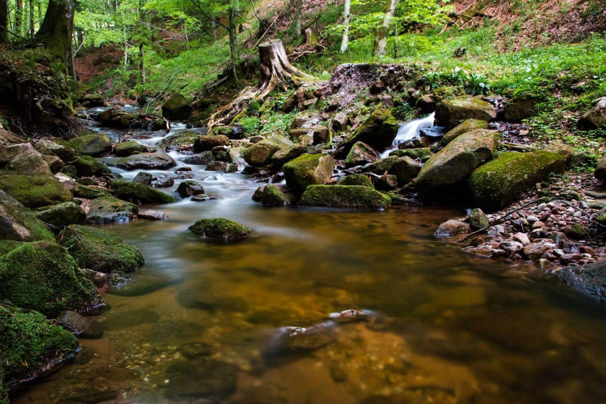 Ferienwohnung Am Kapellenberg - Am Rande Des Nationalparks Schwarzwald Bad Peterstal-Griesbach Eksteriør bilde